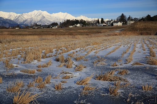 凍る田と、遥かな後立山