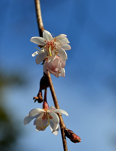 １月１２日の桜