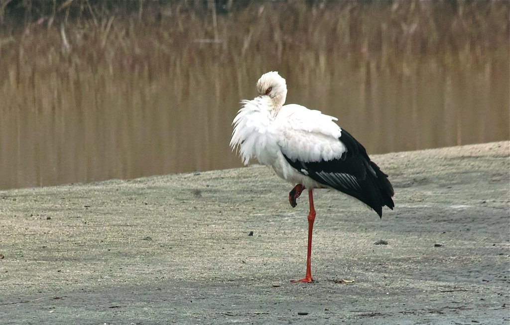 コウノトリ