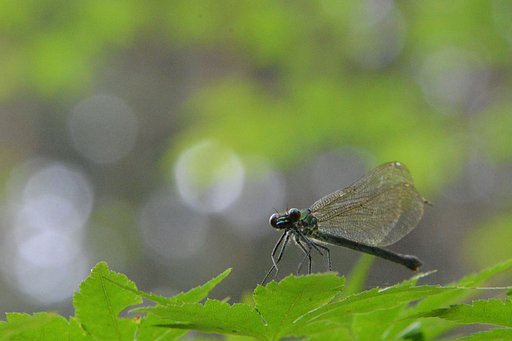 【影】緑陰にて 