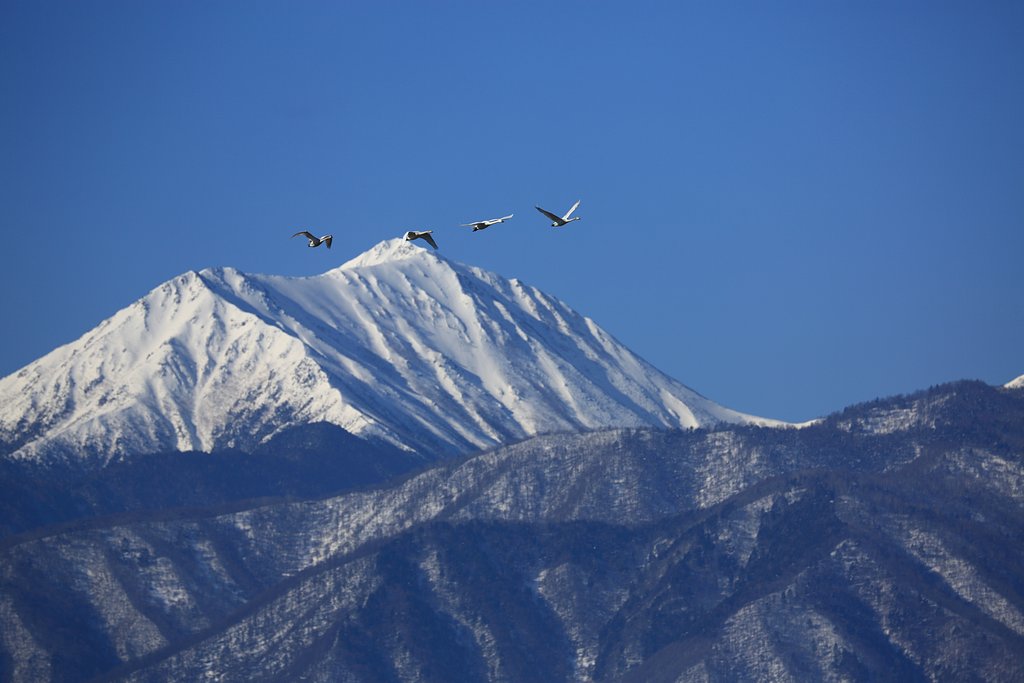 白鳥と常念岳
