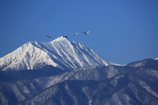 白鳥と常念岳