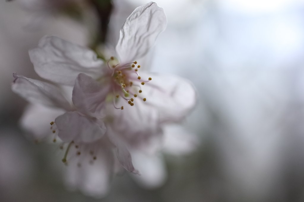 淡桜