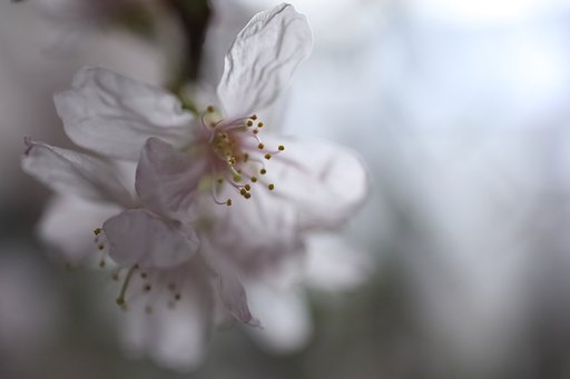 淡桜