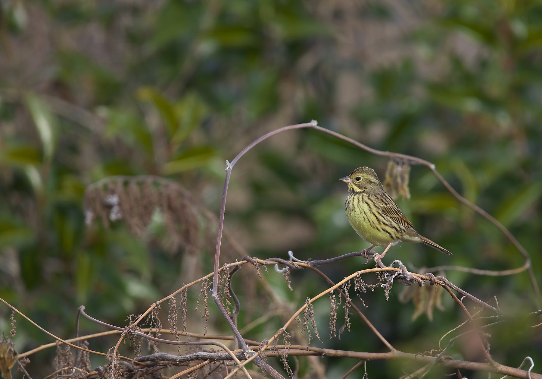 鳥かごに入る