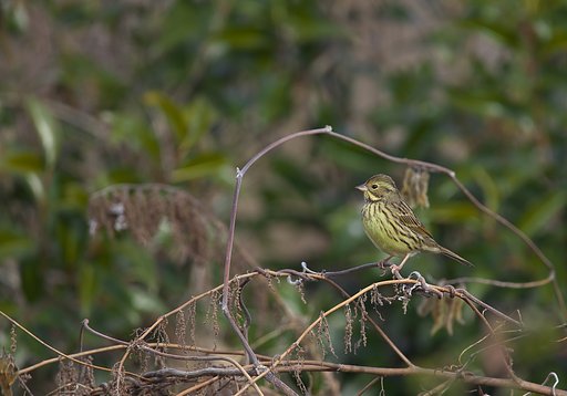 鳥かごに入る