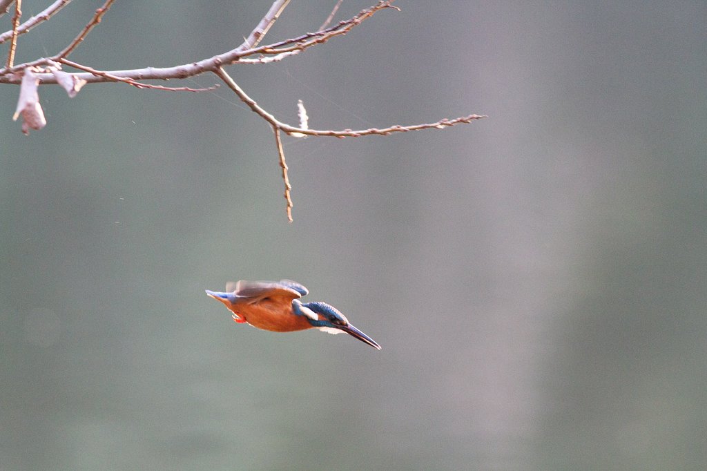 久しぶりのカワセミ