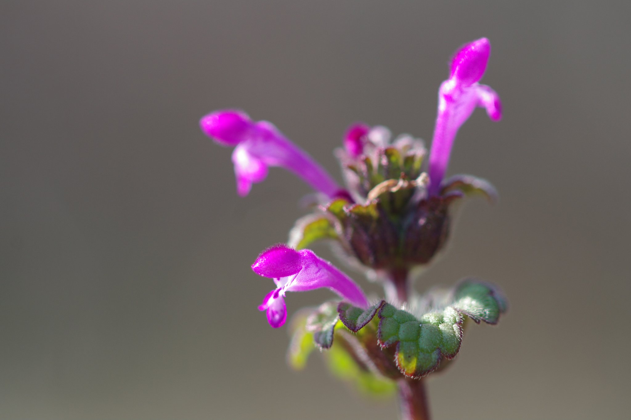 全日本匍匐組合、始動です（その２）