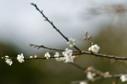 梅の花
