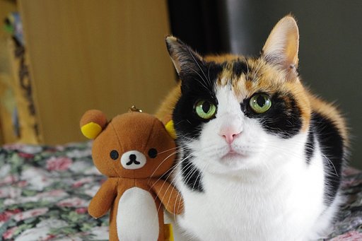 三毛猫さま＆くまさま