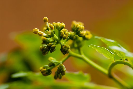 山椒の花？