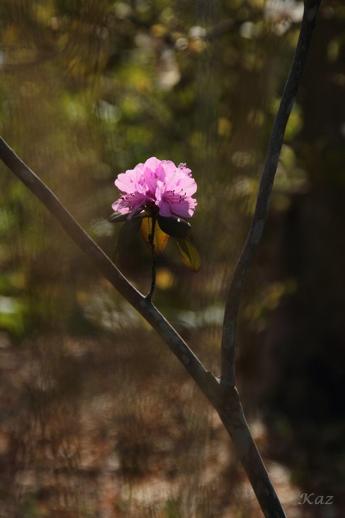 花一輪