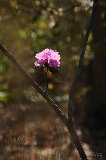 花一輪