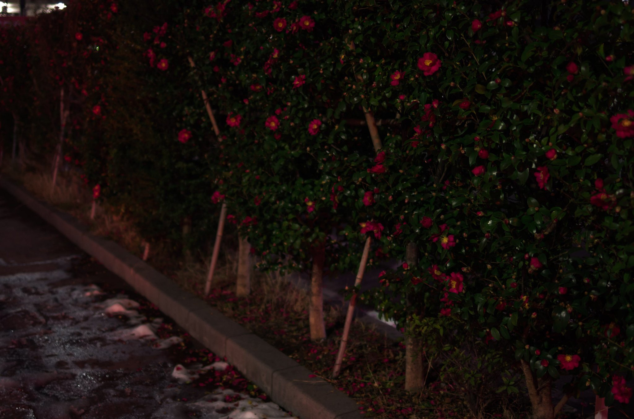 夜の山茶花