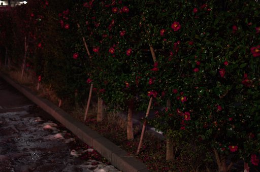 夜の山茶花