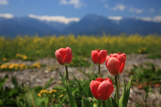 北ア・菜の花・チューリップ