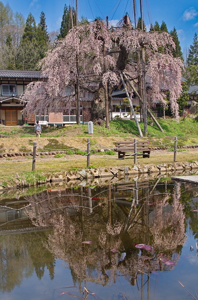 西光寺のしだれ桜