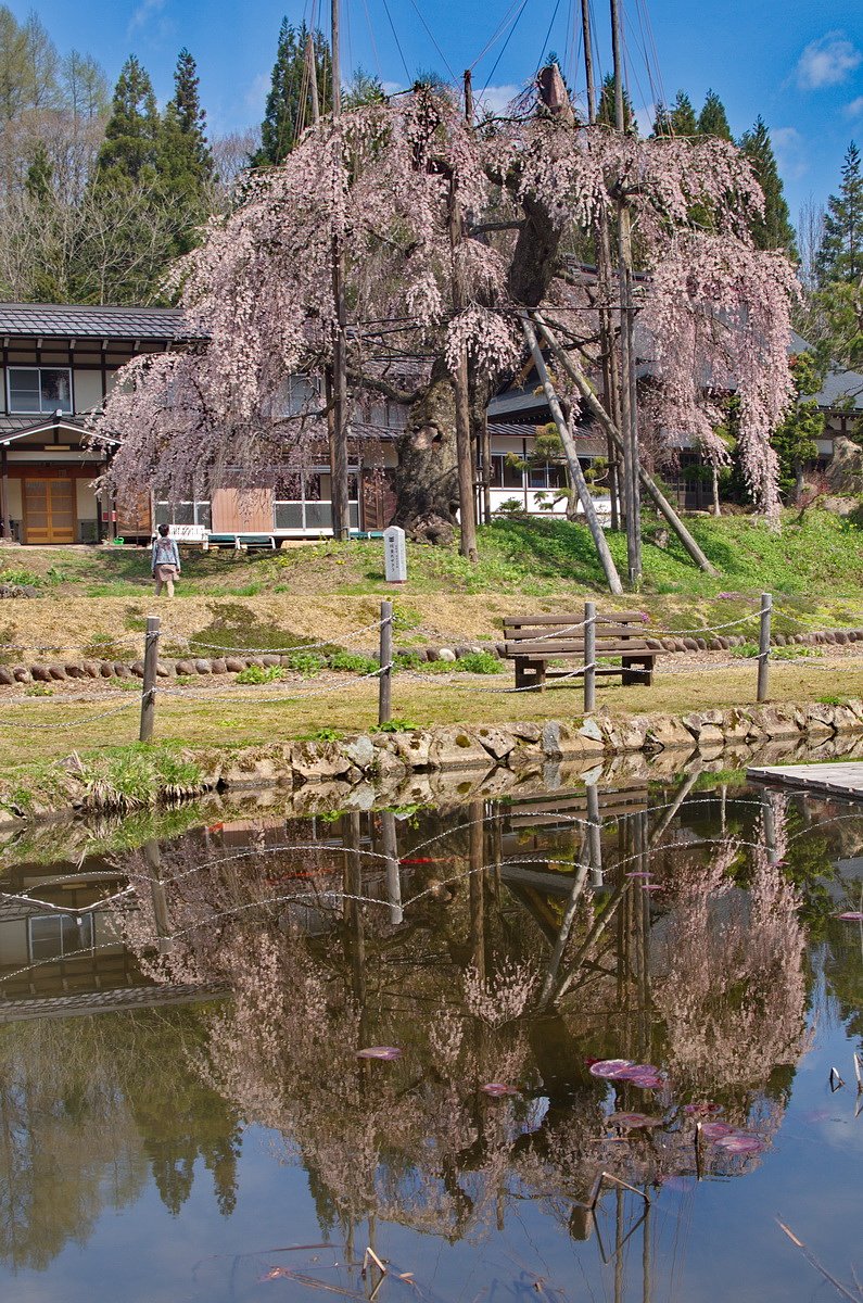西光寺のしだれ桜