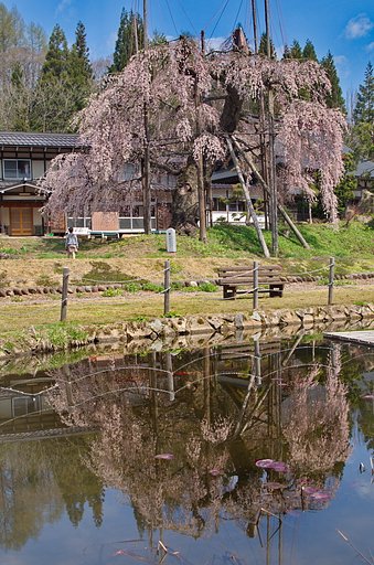 西光寺のしだれ桜