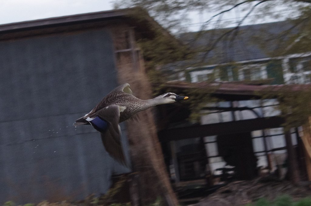 カルガモさん　飛ぶ
