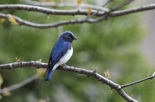 岩手のオオルリ