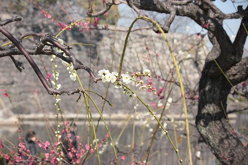 お堀と枝垂れ梅
