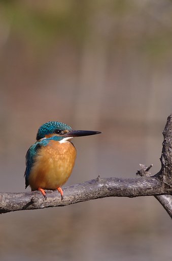 カワセミ