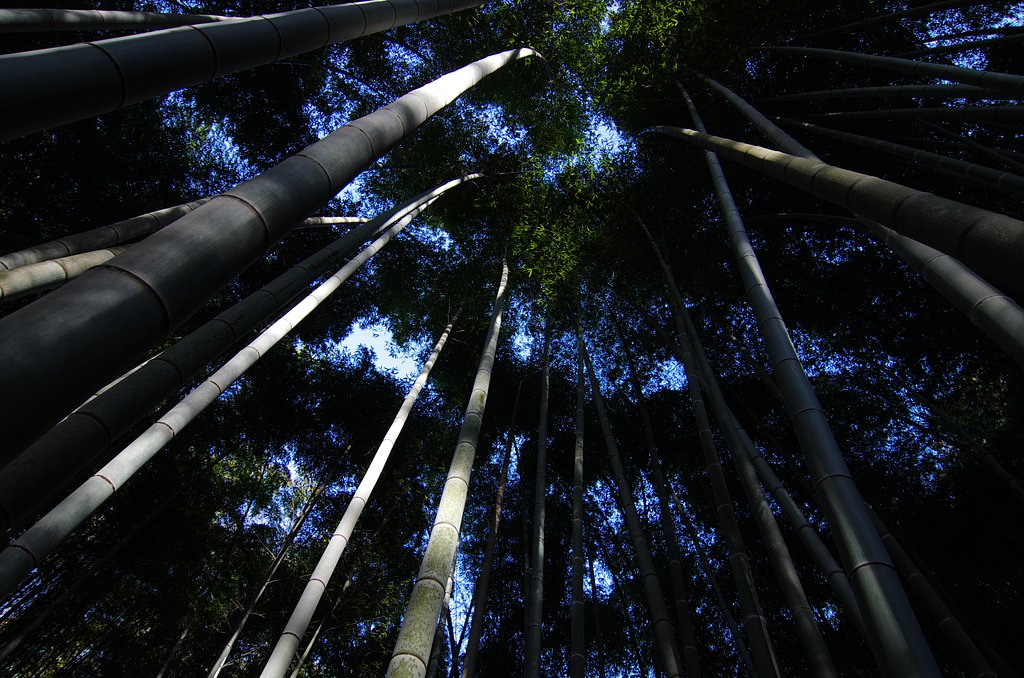 竹林
