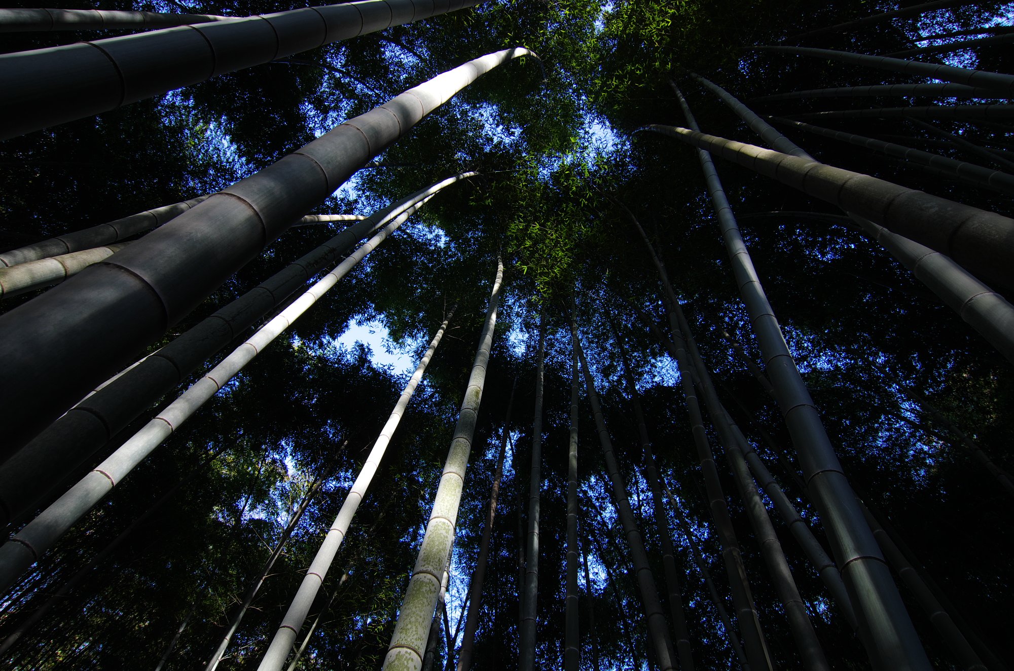 竹林