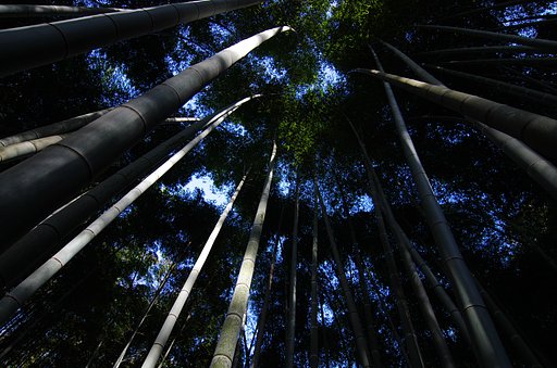 竹林