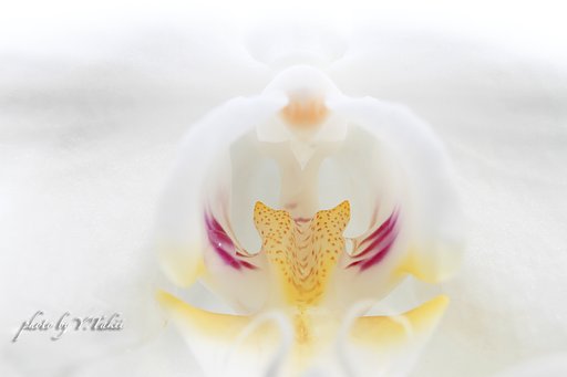 魅惑の花弁