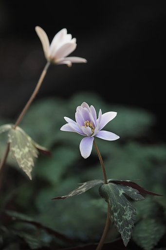 ユキワリイチゲが咲きました。