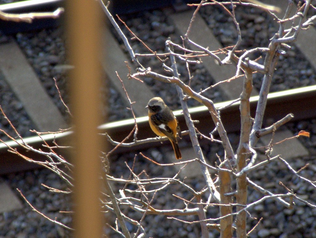 野鳥が飛来