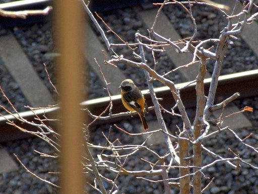 野鳥が飛来