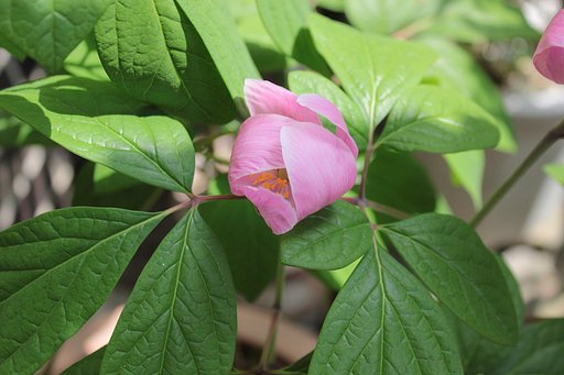 芍薬、今昔