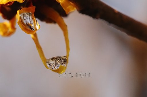 春を告げる花、わが家の庭で。