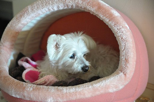 うちのお犬様