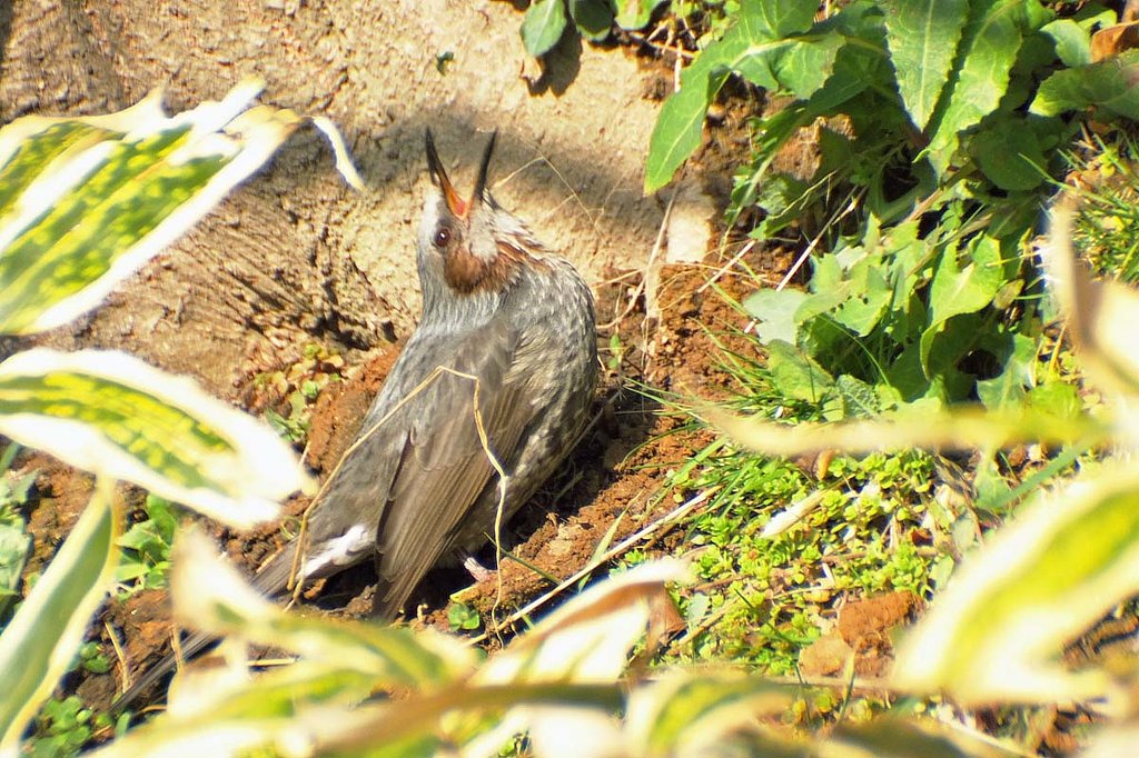 珍しく
