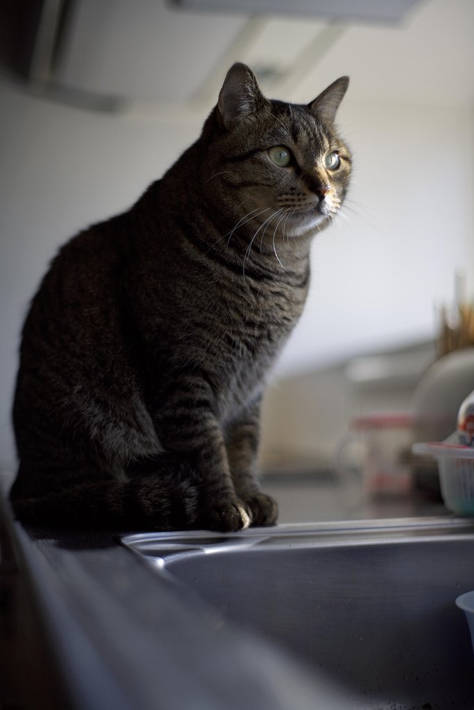 猫ポートレート