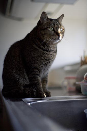 猫ポートレート