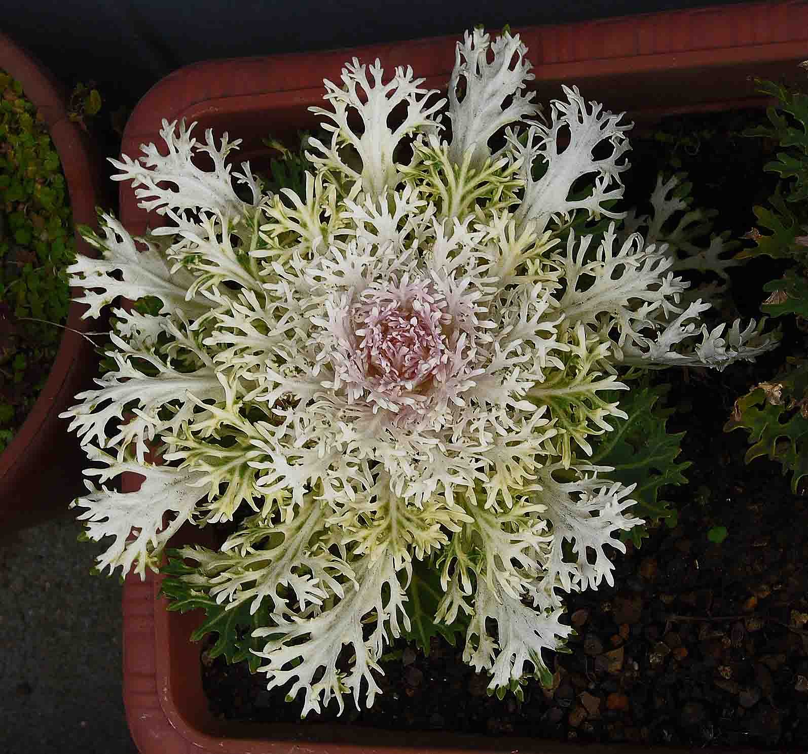 　　　「　珍しい葉の　花キャベツ　」