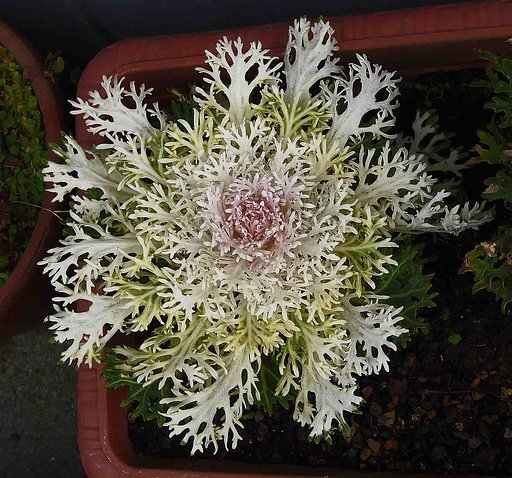 　　　「　珍しい葉の　花キャベツ　」