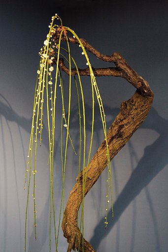 滋賀県長浜の梅盆展