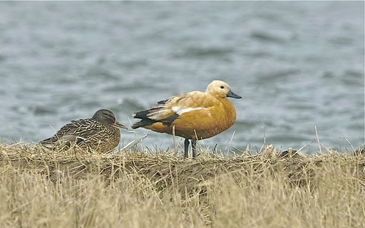 アカツクシガモ
