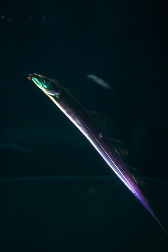 アクアマリン福島Ⅲ