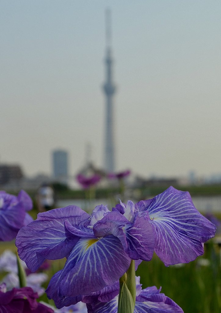 菖蒲と東京スカイツリー
