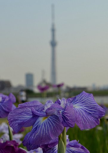 菖蒲と東京スカイツリー