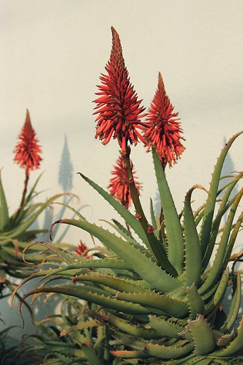 アロエの花こよみ