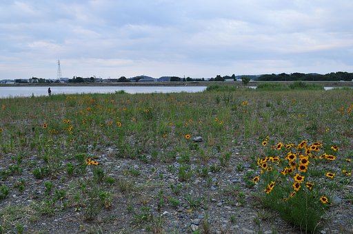 河川敷の朝