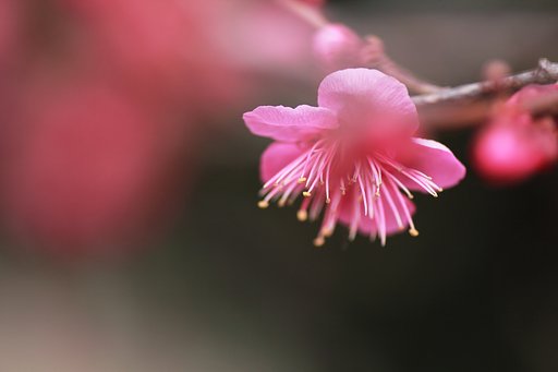 ほのかに春…
